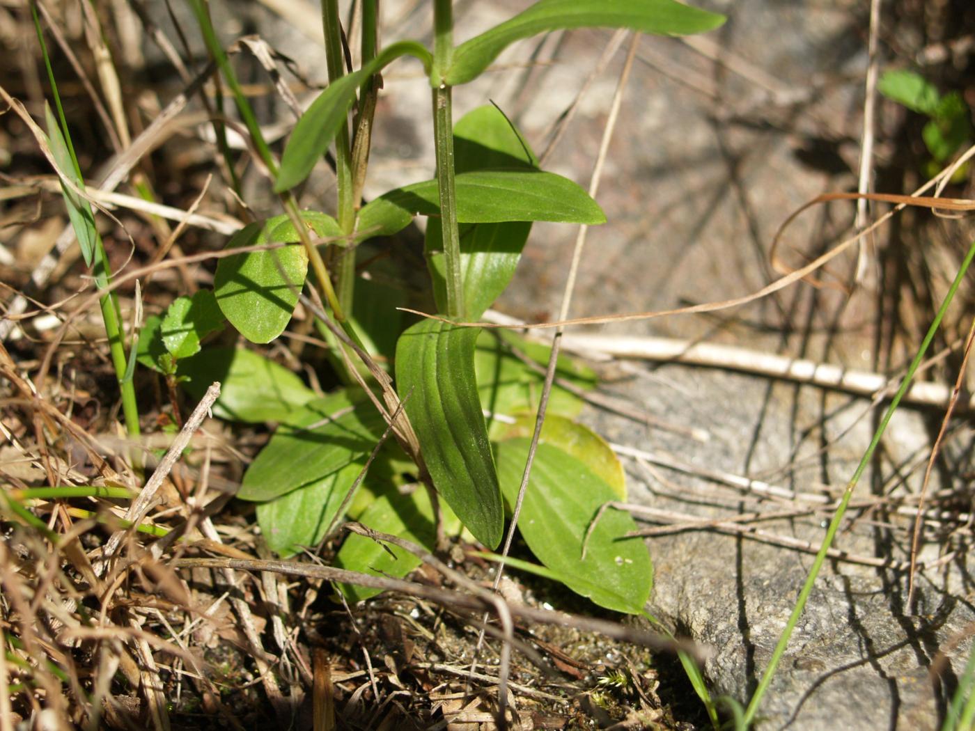 Centaury, Lesser leaf